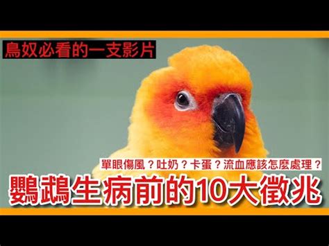 小鳥死了怎麼辦|【小鳥死掉怎麼辦】當遇到小鳥死掉，你應該怎麼處理？